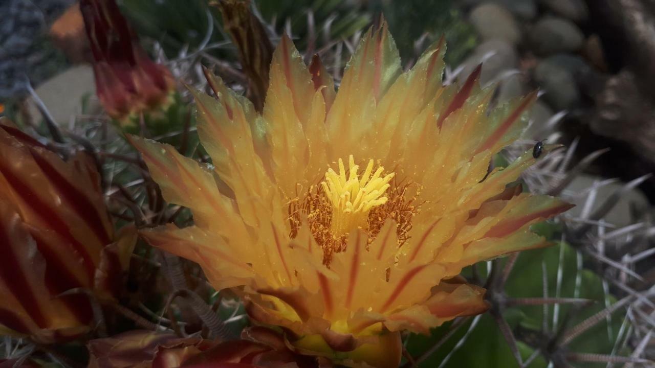 Rosegarden Guesthouse Pongola Eksteriør billede